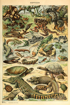 Laminated Reptiles Cottagecore Room Decor Snake Lizard Turtle Chart Bookplate Retro Botanical Nature Vintage Aesthetic Indie Decor Science Education Dorm Bedroom Poster Dry Erase Sign 16x24