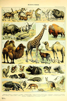 Laminated Animals Camel Giraffe Kangaroo Cottagecore Room Decor Chart Bookplate Retro Botanical Nature Vintage Aesthetic Indie Decor Science Education Dorm Bedroom Poster Dry Erase Sign 24x36