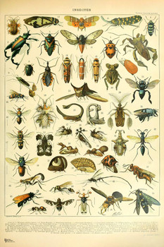 Laminated Insects Insects Bugs Bees Wasps Cottagecore Room Decor Chart Bookplate Retro Botanical Nature Animal Vintage Indie Decor Science Education Dorm Bedroom Poster Dry Erase Wall Art 24x36