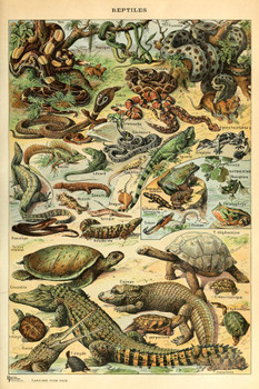 Laminated Reptiles Cottagecore Room Decor Snake Lizard Turtle Chart Bookplate Retro Botanical Nature Vintage Aesthetic Indie Decor Science Education Dorm Bedroom Poster Dry Erase Sign 24x36
