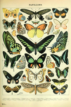 Butterfly Moth Cottagecore Room Decor Butterflies Papillons Chart Bookplate Retro Botanical Nature Animal Vintage Aesthetic Room Science Education Cool Wall Decor Art Print Poster 24x36