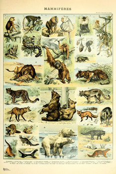 Mammals Ape Bear Tiger Cottagecore Room Decor Chart Bookplate Retro Botanical Nature Animal Vintage Aesthetic Indie Decor Science Education Dorm Bedroom Thick Paper Sign Print Picture 8x12