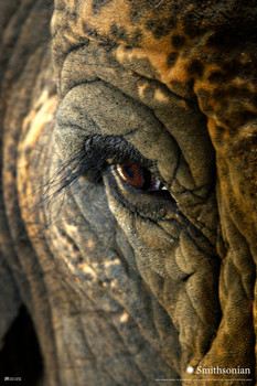 Smithsonian Poster Elephant Photo Canvas