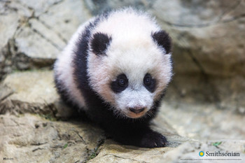 Smithsonian Poster Poster Panda Photo