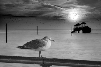 Seagull Coney Island Winter by Chris Lord Photograph Bird Pictures Wall Decor Beautiful Art Wall Decor Feather Prints Wall Art Nature Wildlife Animal Bird Prints Cool Wall Decor Art Print Poster 24x36