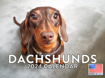 Dachshund Calendar 2024 Monthly Wall Calender