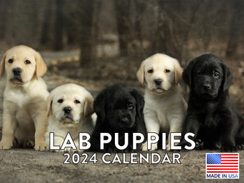 Lab Puppy Calendar 2024 Monthly Wall Calender