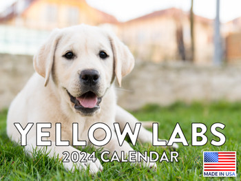 Yellow Lab Calendar 2024 Wall Calander Monthly Labrador 12 Month