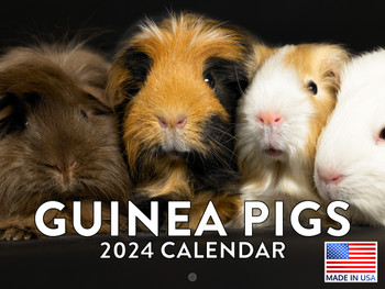 Guinea Pig Calendar 2024 Monthly Wall Calender