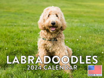 Labradoodle Calendar 2024 Monthly Wall Calender