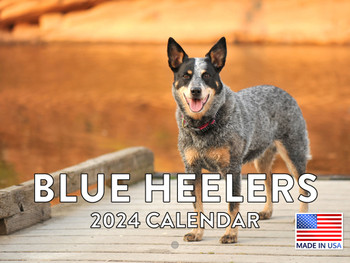 Blue Heeler Calendar 2024 Monthly Wall Calender