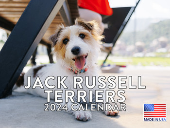 Jack Russell Terrier Calendar 2024 Monthly Wall Calender