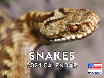 Snake Calendar 2024 Wall Calander Monthly