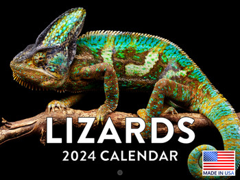 Lizard Calendar 2024 Monthly Wall Calender