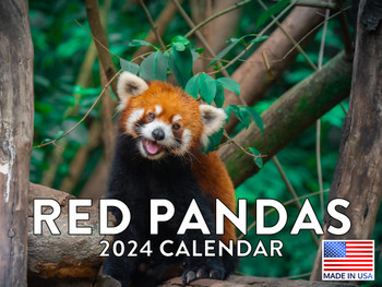 Red Panda Calendar 2024 Monthly Wall Calander