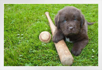 Play Ball Baseball Bat with Newfoundland Puppy Photo Photograph White Wood Framed Poster 20x14
