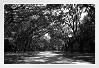 Canopy of Trees Savannah Georgia Street B&W Photo Photograph White Wood Framed Poster 20x14