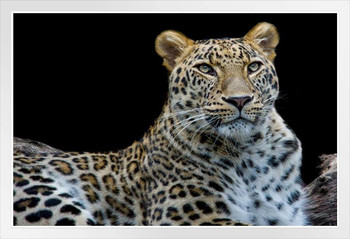 Leopard Face to Face Photo Leopard Pictures Wall Decor Jungle Animal Pictures for Wall Posters of Wild Animals Jungle Leopard Print Decor Animal Wall Decor White Wood Framed Poster 20x14