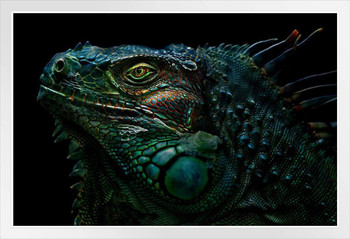 Iguana Reptile Face Portrait Artistic Iguana Poster Reptile Print Lizard Poster Reptile Scales Biology Wildlife Nature Art Print Large Lizard Picture of Iguana White Wood Framed Poster 14x20