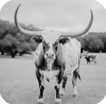 Texas Longhorn Standing In Pasture V1 Drink Coaster Texas Longhorn Standing In Pasture V1 Drink Coaster