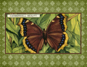 SET OF 3 - Camberwell Beauty Butterfly Vintage Advertising Drawing Box of 10 Blank Note Cards 4x5 SET OF 3 - Camberwell Beauty Butterfly Vintage Advertising Drawing Box of 10 Blank Note Cards 4x5