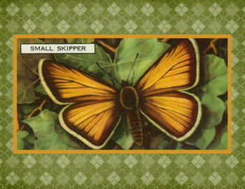 SET OF 3 - Small Skipper Butterfly Vintage Advertising Drawing Box of 10 Blank Note Cards 4x5 SET OF 3 - Small Skipper Butterfly Vintage Advertising Drawing Box of 10 Blank Note Cards 4x5