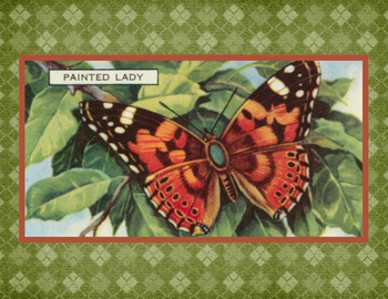 SET OF 3 - Painted Lady Butterfly Vintage Advertising Drawing Box of 10 Blank Note Cards 4x5