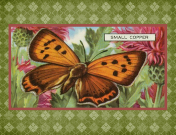 SET OF 3 - Small Copper Butterfly Vintage Advertising Drawing Box of 10 Blank Note Cards 4x5 SET OF 3 - Small Copper Butterfly Vintage Advertising Drawing Box of 10 Blank Note Cards 4x5