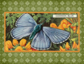 SET OF 3 - Common Blue Butterfly Vintage Advertising Drawing Box of 10 Blank Note Cards 4x5 SET OF 3 - Common Blue Butterfly Vintage Advertising Drawing Box of 10 Blank Note Cards 4x5