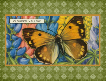 SET OF 3 - Clouded Yellow Butterfly Vintage Advertising Drawing Box of 10 Blank Note Cards 4x5 SET OF 3 - Clouded Yellow Butterfly Vintage Advertising Drawing Box of 10 Blank Note Cards 4x5