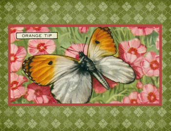 SET OF 3 - Orange Tip Butterfly Vintage Advertising Drawing Box of 10 Blank Note Cards 4x5 SET OF 3 - Orange Tip Butterfly Vintage Advertising Drawing Box of 10 Blank Note Cards 4x5