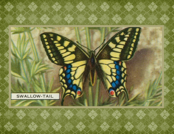 SET OF 3 - Swallow Tail  Butterfly Vintage Advertising Drawing Box of 10 Blank Note Cards 4x5 SET OF 3 - Swallow Tail  Butterfly Vintage Advertising Drawing Box of 10 Blank Note Cards 4x5