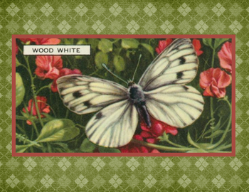 SET OF 3 - Wood White Butterfly Vintage Advertising Drawing Box of 10 Blank Note Cards 4x5 SET OF 3 - Wood White Butterfly Vintage Advertising Drawing Box of 10 Blank Note Cards 4x5