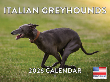 Italian Greyhound Calendar 2026 Monthly Wall Calender 12 Month | American Made In The USA