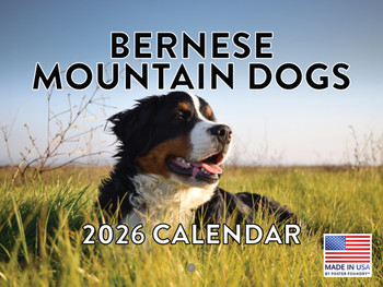 Bernese Mountain Dog Calendar 2026 Monthly Wall Calender 12 Month | American Made In The USA