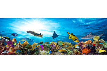 Great Barrier Reef Colorful Coral With Fish Sea Turtle Photo Photograph Cool Wall Art Print Poster 24x16