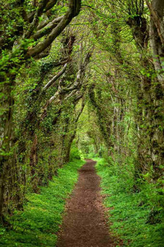 Forest Tunnel Path Wall Art Tree Arch Woodland Nature Trail Cool Wall Art Print Poster 24x36