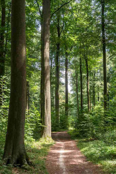 Sunlit Forest Path Wall Art Tall Trees Woodland Nature Trail Cool Wall Art Print Poster 12x18
