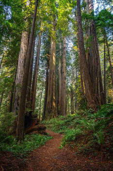 Redwood Forest Pathway Towering Trees Scenic Nature Hiking Trail View Cool Wall Art Print Poste