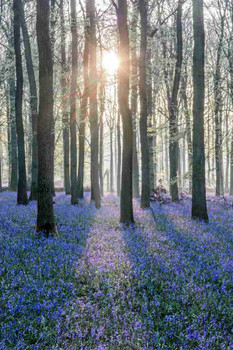 Sunlit Forest with Bluebell Flowers Spring Woodland Pathway Nature Scene Cool Wall Art Print Poster