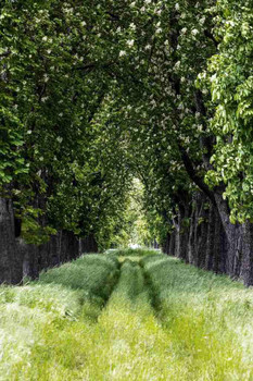 Laminated Tree Lined Country Pathway with Lush Green Grass Scenic Nature Road Poster Dry Erase Wall Art