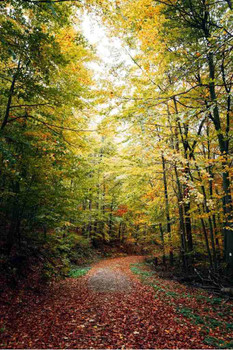 Laminated Autumn Forest Path Wall Art Fall Leaves Curved Trail Nature Poster Dry Erase Wall Art 16x24