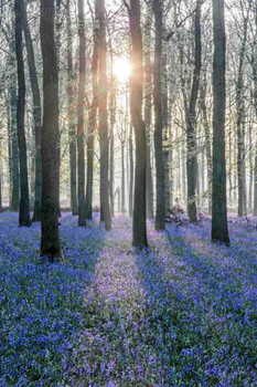 Laminated Sunlit Forest with Bluebell Flowers Spring Woodland Pathway Nature Scene Poster Dry Erase Wall Art