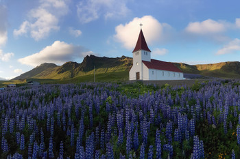 Viks Church and Lupines Iceland Photo Cool Wall Decor Art Print Poster 12x18