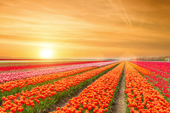 Rows of Tulips Springtime in the Netherlands Photo Photograph Cool Wall Art Print Poster 18x12