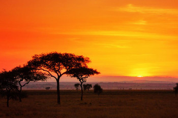 Serengeti Sunrise Panorama Photo Photograph Cool Wall Decor Art Print Poster 36x24