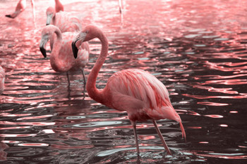 Just Pink Flamingos Wading in Water Photo Flamingo Prints Flamingo Wall Decor Beach Theme Bathroom Decor Wildlife Print Pink Flamingo Bird Exotic Beach Poster Cool Huge Large Giant Poster Art 54x36