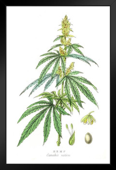 Cannabis Plant Marijuana Botanical Engraving 1857 Black Wood Framed Art Poster 14x20