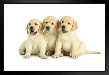 Three Labrador Retriever Puppies Posing Puppy Posters For Wall Funny Dog Wall Art Dog Wall Decor Puppy Posters For Kids Bedroom Animal Wall Poster Animal Posters Black Wood Framed Art Poster 20x14