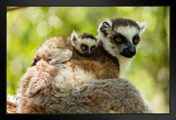 Ring Tailed Lemur and Baby Isalo National Park Photo Art Print Black Wood Framed Poster 20x14